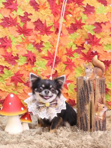 20241106らんまるちゃん